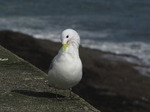 SX02978 Gull on Dunmore East harbour wall - Kittiwake (Rissa Tridactyla).jpg